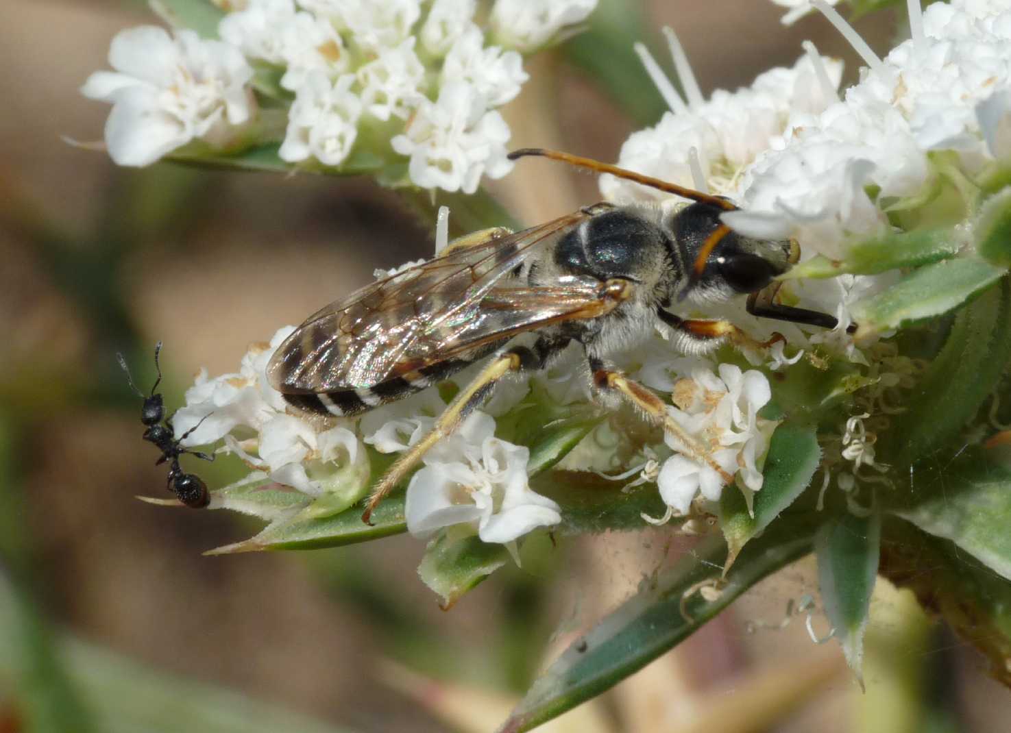 Halictus quadricinctus M (Apidae Halictinae)